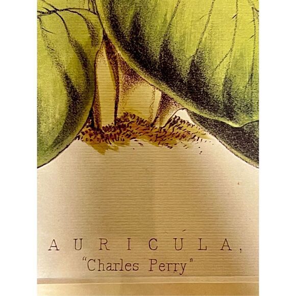 Auricula “Charles Perry” Framed and Matted Print 16” x12” - Picture 6 of 9